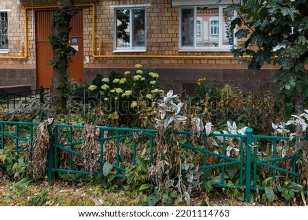 Autumn composition, withered and wilted garden flowers and plants near a green metal fence under the windows of a city brick house. Moscow, Russia