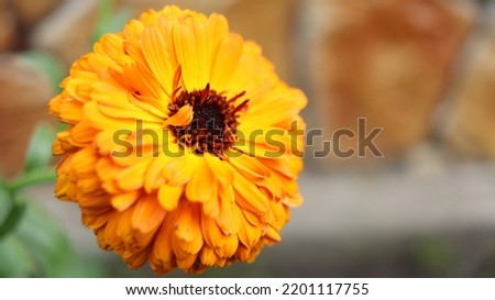 Orange flower in the garden