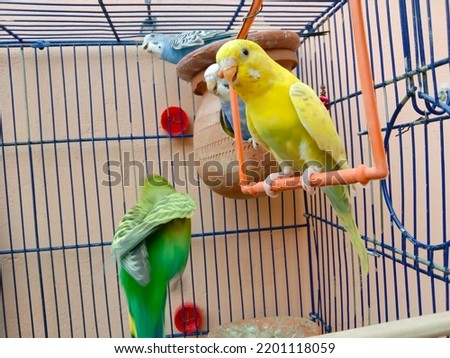 Budgerigar Parrot. Cute Pet budgie sits in a cage at home. Beautiful little yellow parrot. Tamed pet bird. Close up image. Selective focus. Vertical photo Royalty-Free Stock Photo #2201118059