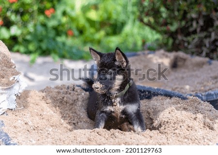 Black and white puppy sitting in bucket of sand. Nose in the sand. Shallow depth of field. Horizontal photo.