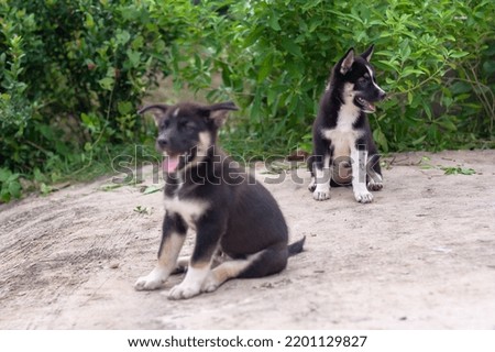 Two black and white puppies sit on concrete and look to the side, their mouths open. Shallow depth of field. Focus on the far pup. Horizontal photo.