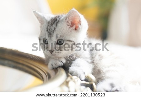 Cute baby cat, playing naughtily at home