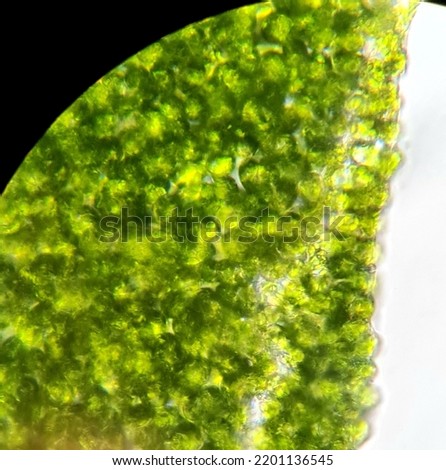  Basil leaf tissues - epidermis and chlorophyll-bearing parenchyma with chloroplasts under a microscope