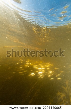 defocused image of underwater world day light