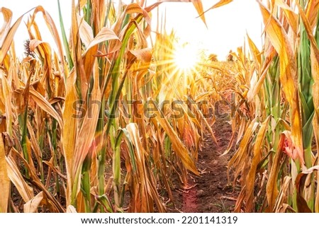 Parched corn field during 2022 summer Royalty-Free Stock Photo #2201141319