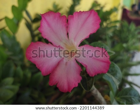 beautiful flower and leaf background to cool our eyes
