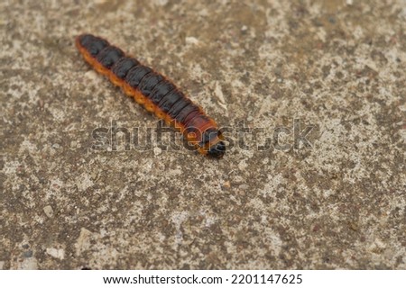 The big red catterpillar of butterfly Cossus Cossus crawling crawling along a concrete path at the end of summer