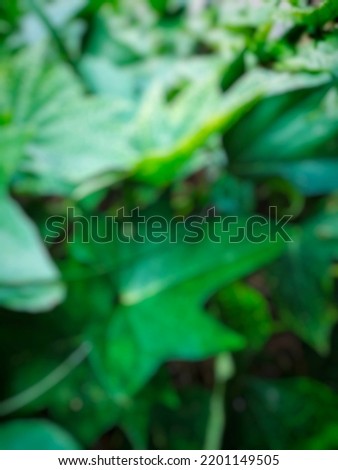 defocused abstract background of sweet potato leaves

