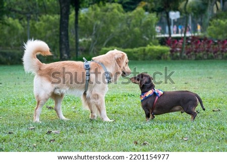 Dog Golden Retriever meeting Dachshund in the park. Dog greeting or socialse concept. Royalty-Free Stock Photo #2201154977
