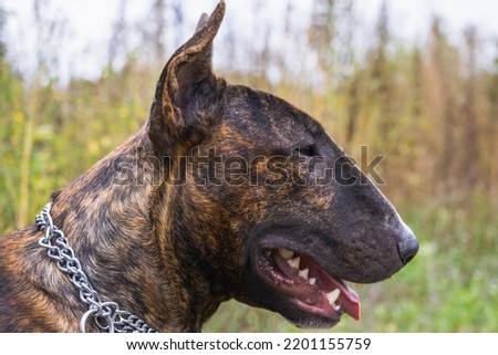 The portrait of the young beautiful bull terrier portrait in a brindle color
