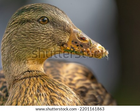 Mallard with a defective beak