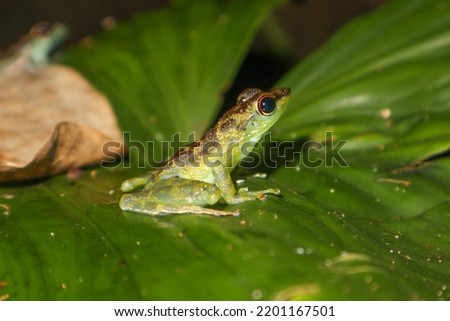 Black-spotted Rock Frog (𝘚𝘵𝘢𝘶𝘳𝘰𝘪𝘴 𝘨𝘶𝘵𝘵𝘢𝘵𝘶𝘴)