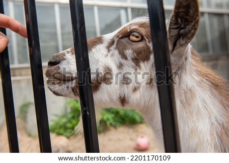 friendly Brown and white billy goat getting pet through the barn cage
