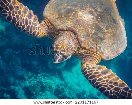closeup view from a green sea turtle in marsa alam egypt