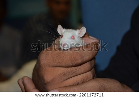 Cute small white rat just poking out its head through hands