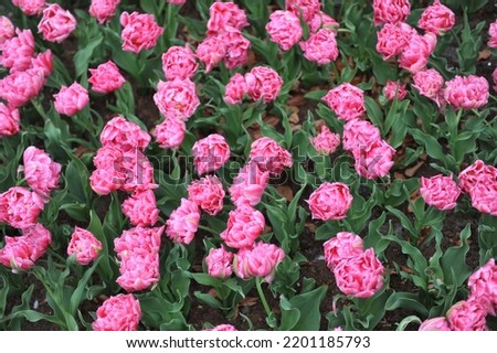 Pink peony-flowered Double Early tulips (Tulipa) Rembrandt bloom in a garden in April