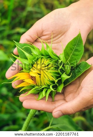 a woman holds a young sunflower in her palms. sunflower cultivation concept