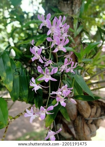 Beautiful Pink-Purple-White Orchid flower with green leaves in the garden