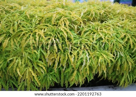 Pictures of Golden false aralia also known as euodia ridleyi on the garden. It is a decoration plant with beautiful yellow green leaves. In Indonesia it called Daun brokoli kuning.