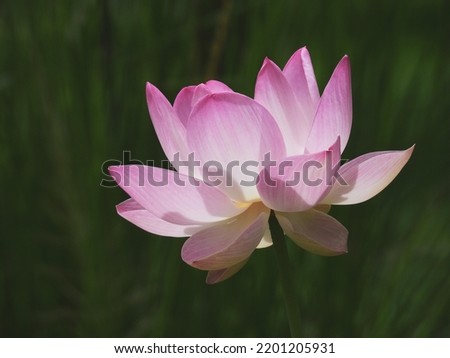 Pink Sacred lotus ( Nelumbo nucifera Gaertn. ) blooming in the pond