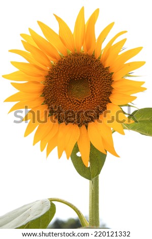 single sunflower bloom in Thailand,close up