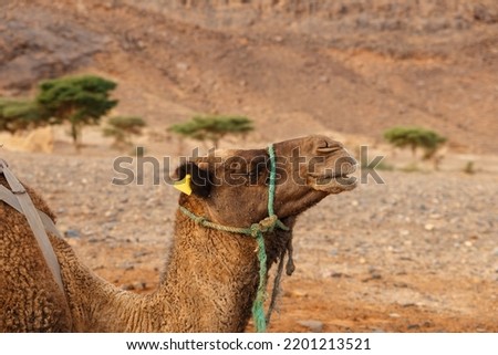 dromedary camel in the Sahara desert. Close up view of the head.