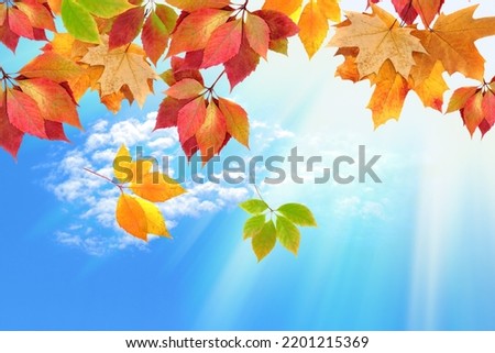 green tree leaves and sunny sky. stretch ceiling decoration picture.