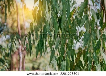 Eucalyptus leaves. branch eucalyptus tree nature background Royalty-Free Stock Photo #2201225501