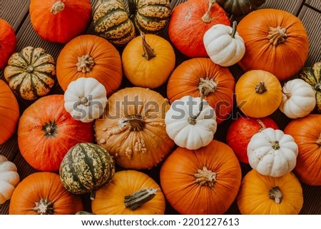 Many different colourful pumpkins are on wooden floor. Top view. Halloween and harvest concept.