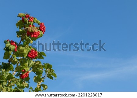 Red viburnum with green leaves on the left side of the screen against the blue sky. Free space for text