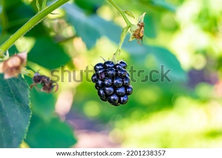 Photography on theme beautiful berry branch blackberry bush with natural leaves under clean sky, photo consisting of berry branch blackberry bush outdoors in rural, floral berry branch blackberry bush