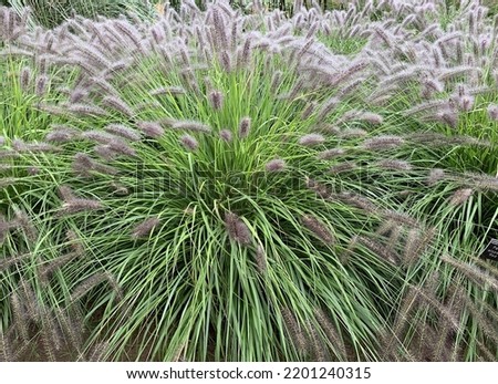 Close up of the ornamental grass Pennisetum alopecuroides or Chinese fountain grass. Royalty-Free Stock Photo #2201240315