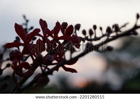 Silhouette of orchids on selective focus, foreground and blurry background