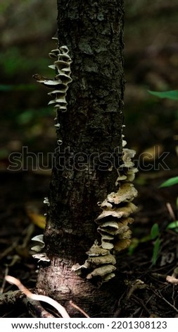 Turkey Tail Mushroom on Tree in Forest, Shadows, Forest Foraging, Wild Mushroom 