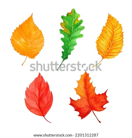 Watercolor autumn leaves isolated on a white background.
Decorative design element for postcards, invitations.  Orange, red, green, yellow leaves.