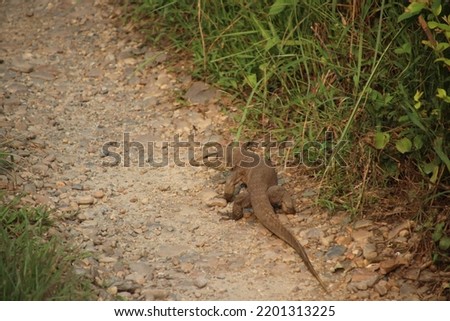 Nepalese komodo dragon on gravel road staring at camera