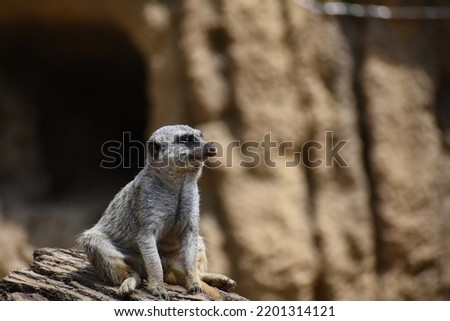 Meerkat Sits Upon Rock Staring Into the Distance