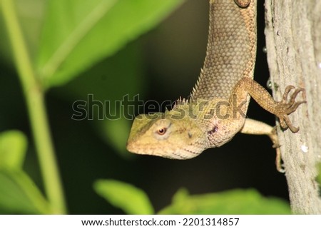Indian garden lizard reptile species found on green plant.
