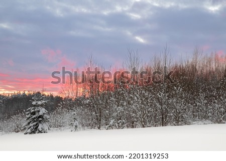 Amazing clouds and sky in sundown, Forest after a heavy snowfall. Winter landscape. Day in the winter forest with freshly fallen snow