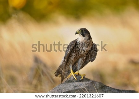 peregrine falcon sitting on the stone. Falco peregrinus in the nature habitat. nests in the national park czech switzerland Royalty-Free Stock Photo #2201321607