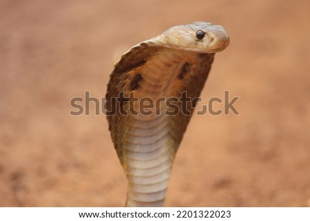 AMNIOTE-VERTEBRATE Stock Photos and Images - Avopix.com