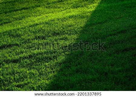 Lush green grass growing long on a lawn or yard growth health with shadow or shade Royalty-Free Stock Photo #2201337895