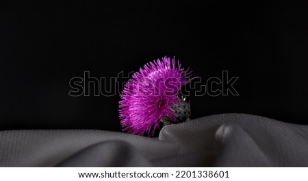 milk thistle flower on a light fabric on a dark background. isolated flower. medicinal plant. purple flower