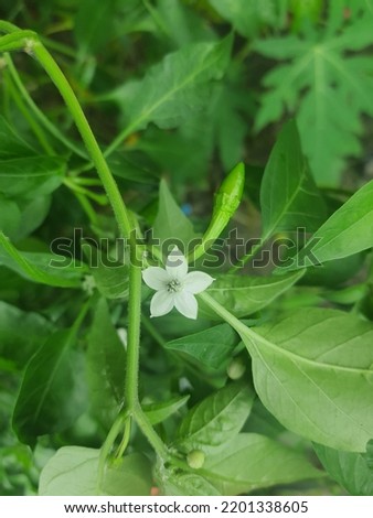 Green Chilli Flowers images stock