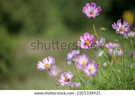 Bicolored blossoms of Mexican aster (Cosmea bipinnatus). Royalty-Free Stock Photo #2201338925