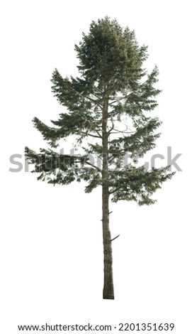 tree isolated on white background. single Conifer tree isolated on white background. Fir tree isolated on white background. Royalty-Free Stock Photo #2201351639