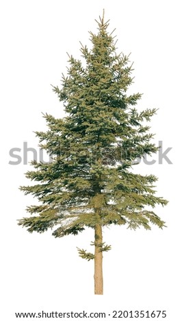 tree isolated on white background. single Conifer tree isolated on white background. Fir tree isolated on white background. Royalty-Free Stock Photo #2201351675