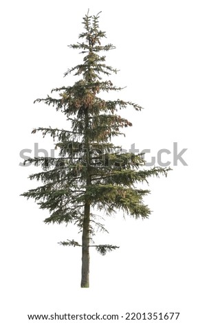 tree isolated on white background. single Conifer tree isolated on white background. Fir tree isolated on white background. Royalty-Free Stock Photo #2201351677