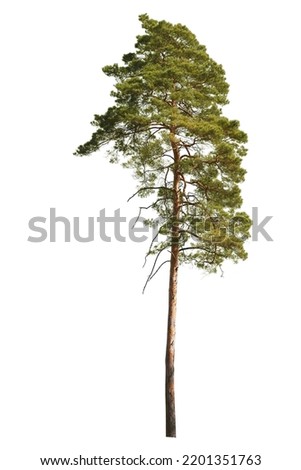 tree isolated on white background. single Conifer tree isolated on white background. Fir tree isolated on white background. Royalty-Free Stock Photo #2201351763