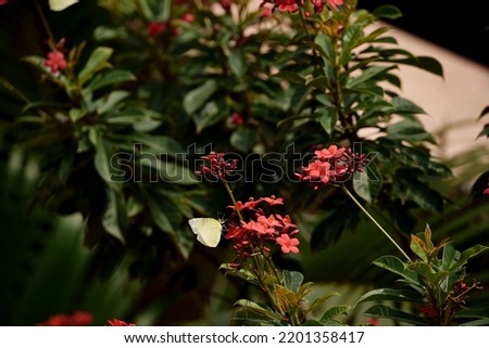 Beautiful White Yellow Butterfly close up taking nectar and pollinating a bright red flowering plant with brown rust coloured wall background 